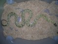 /album/king-snake/a028-%286%29-%ce%b1%ce%bd%cf%84%ce%af%ce%b3%cf%81%ce%b1%cf%86%ce%bf-jpg/